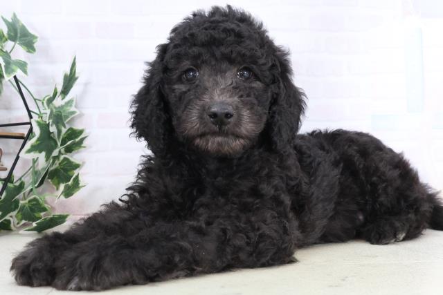 岡山県のスタンダードプードル (Coo&RIKU岡山店/2025年11月29日生まれ/男の子/シルバー)の子犬の3枚目の画像