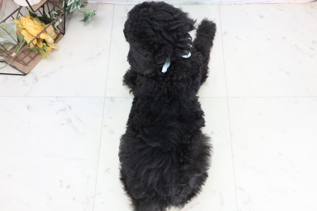 岡山県のスタンダードプードル (Coo&RIKU岡山店/2025年11月29日生まれ/男の子/シルバー)の子犬の4枚目の画像