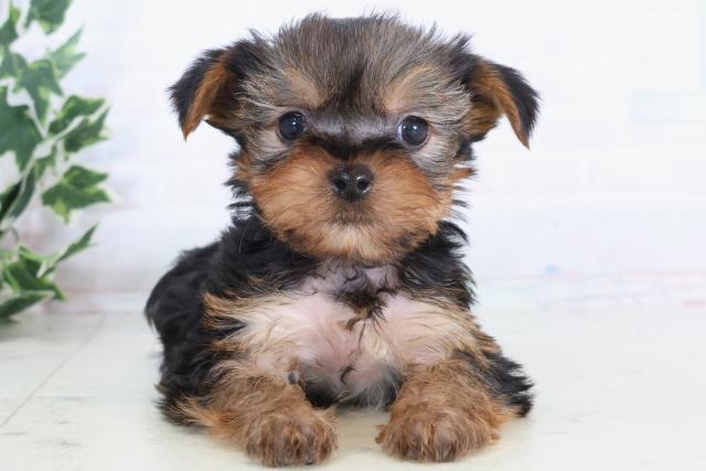 広島県のヨークシャーテリア (Coo&RIKU広島北店/2025年11月29日生まれ/男の子/スチールブルータン)の子犬の1枚目の画像