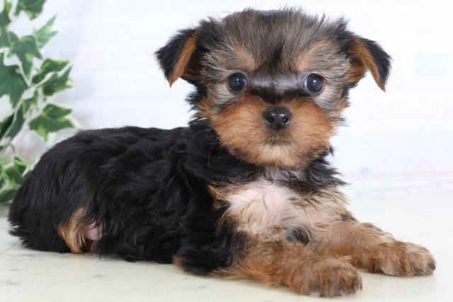 広島県のヨークシャーテリア (Coo&RIKU広島北店/2025年11月29日生まれ/男の子/スチールブルータン)の子犬の2枚目の画像