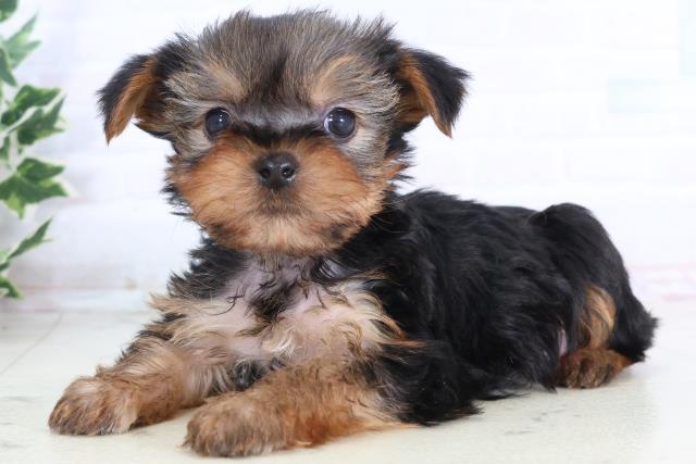 広島県のヨークシャーテリア (Coo&RIKU広島北店/2025年11月29日生まれ/男の子/スチールブルータン)の子犬の3枚目の画像