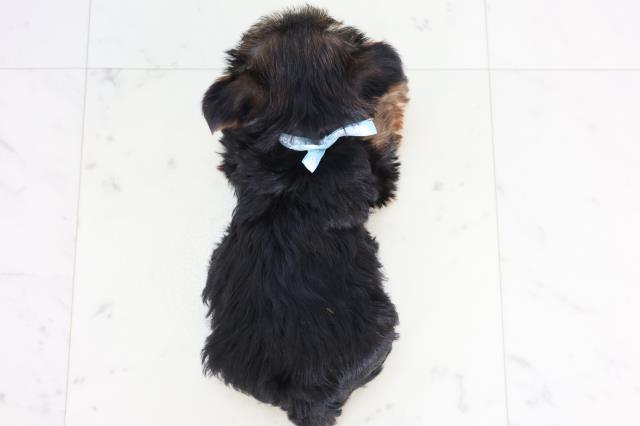 広島県のヨークシャーテリア (Coo&RIKU広島北店/2025年11月29日生まれ/男の子/スチールブルータン)の子犬の4枚目の画像