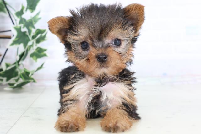 福岡県のヨークシャーテリア (Coo&RIKUゆめタウン飯塚店/2025年11月29日生まれ/女の子/スチールブルータン)の子犬の1枚目の画像