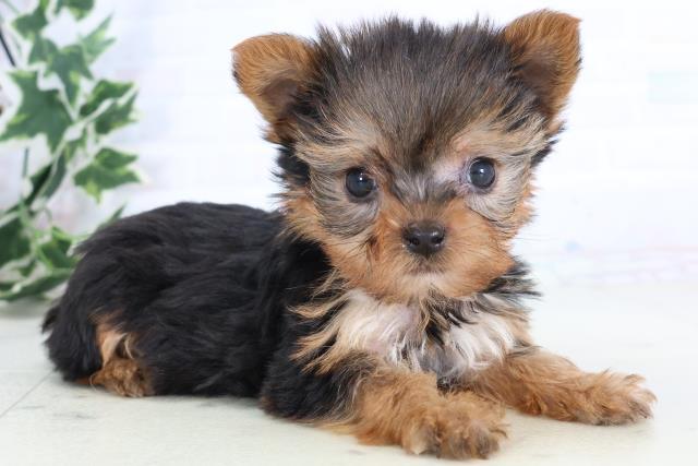 福岡県のヨークシャーテリア (Coo&RIKUゆめタウン飯塚店/2025年11月29日生まれ/女の子/スチールブルータン)の子犬の2枚目の画像