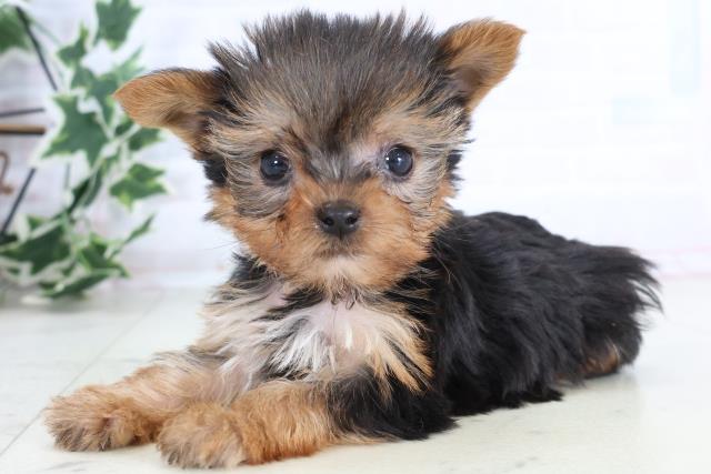 福岡県のヨークシャーテリア (Coo&RIKUゆめタウン飯塚店/2025年11月29日生まれ/女の子/スチールブルータン)の子犬の3枚目の画像