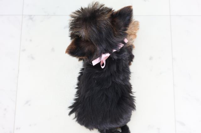 福岡県のヨークシャーテリア (Coo&RIKUゆめタウン飯塚店/2025年11月29日生まれ/女の子/スチールブルータン)の子犬の4枚目の画像