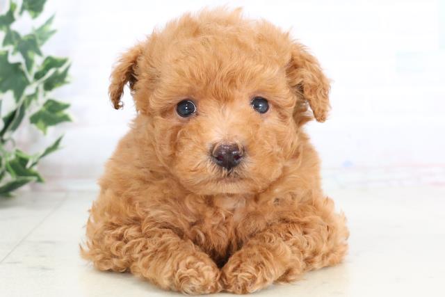 広島県のマルプー(マルチーズ×プードル) (Coo&RIKU福山店/2025年11月28日生まれ/男の子/アプリコット)の子犬の1枚目の画像