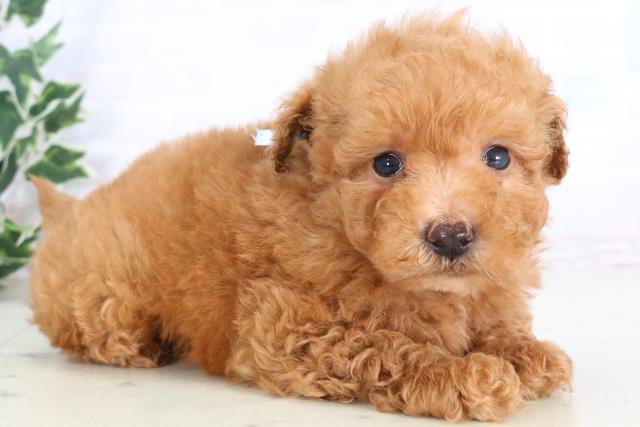 広島県のマルプー(マルチーズ×プードル) (Coo&RIKU福山店/2025年11月28日生まれ/男の子/アプリコット)の子犬の2枚目の画像