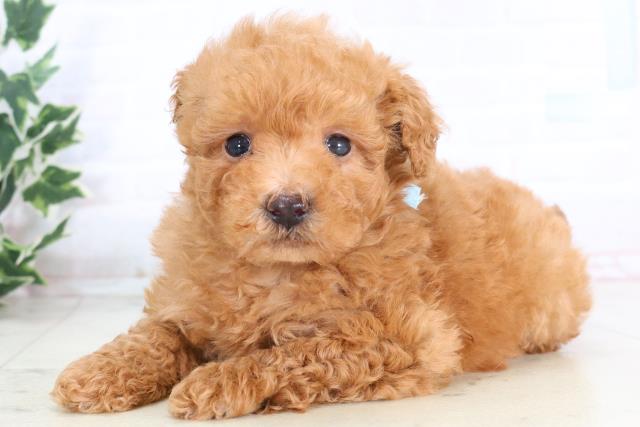 広島県のマルプー(マルチーズ×プードル) (Coo&RIKU福山店/2025年11月28日生まれ/男の子/アプリコット)の子犬の3枚目の画像