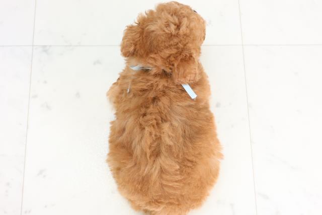 広島県のマルプー(マルチーズ×プードル) (Coo&RIKU福山店/2025年11月28日生まれ/男の子/アプリコット)の子犬の4枚目の画像