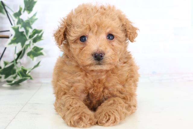 広島県のマルプー(マルチーズ×プードル) (Coo&RIKU広島北店/2025年11月28日生まれ/男の子/アプリコット)の子犬の1枚目の画像