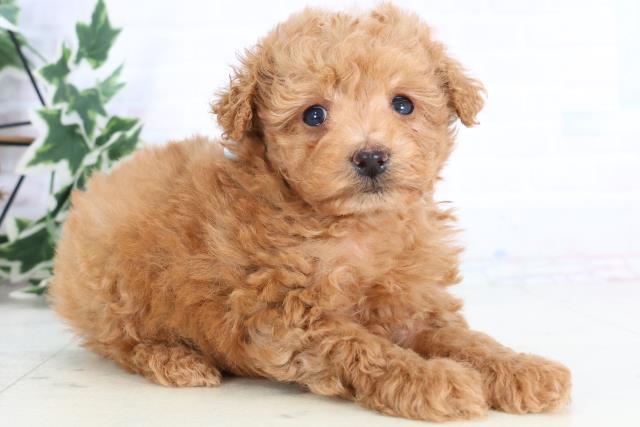 広島県のマルプー(マルチーズ×プードル) (Coo&RIKU広島北店/2025年11月28日生まれ/男の子/アプリコット)の子犬の2枚目の画像