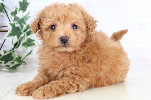 広島県のマルプー(マルチーズ×プードル) (Coo&RIKU広島北店/2025年11月28日生まれ/男の子/アプリコット)の子犬の3枚目の画像