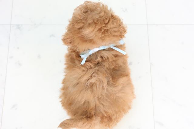 広島県のマルプー(マルチーズ×プードル) (Coo&RIKU広島北店/2025年11月28日生まれ/男の子/アプリコット)の子犬の4枚目の画像
