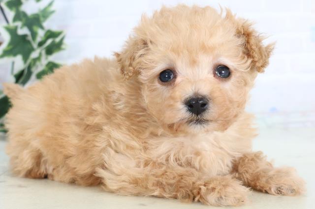 大分県のマルプー(マルチーズ×プードル) (Coo&RIKU大分店/2025年11月28日生まれ/女の子/アプリコット)の子犬の2枚目の画像