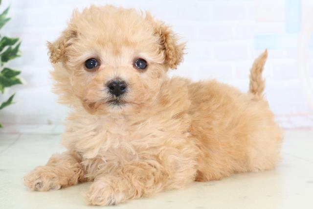 大分県のマルプー(マルチーズ×プードル) (Coo&RIKU大分店/2025年11月28日生まれ/女の子/アプリコット)の子犬の3枚目の画像