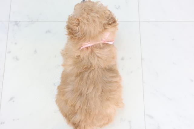 大分県のマルプー(マルチーズ×プードル) (Coo&RIKU大分店/2025年11月28日生まれ/女の子/アプリコット)の子犬の4枚目の画像