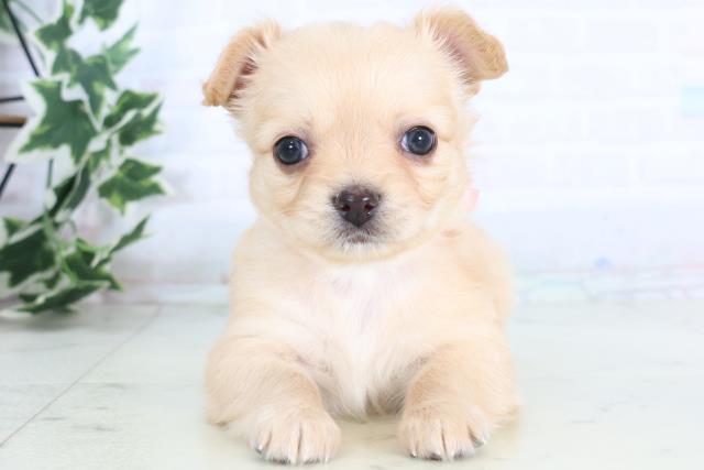 岡山県のチワワ(ロング) (Coo&RIKU岡山店/2025年11月29日生まれ/女の子/クリーム)の子犬の1枚目の画像