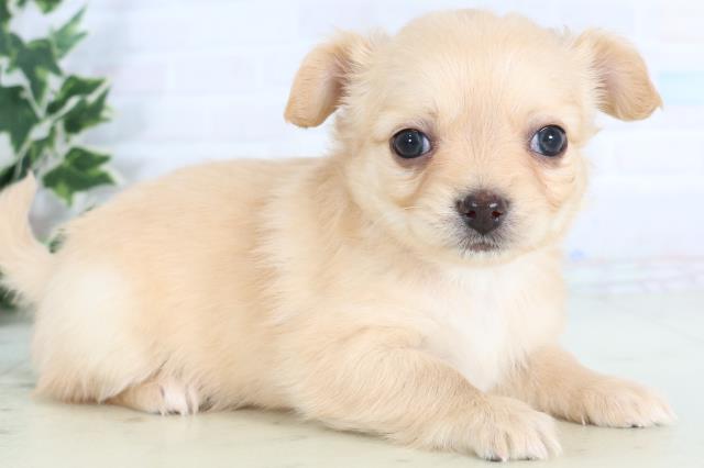 岡山県のチワワ(ロング) (Coo&RIKU岡山店/2025年11月29日生まれ/女の子/クリーム)の子犬の2枚目の画像