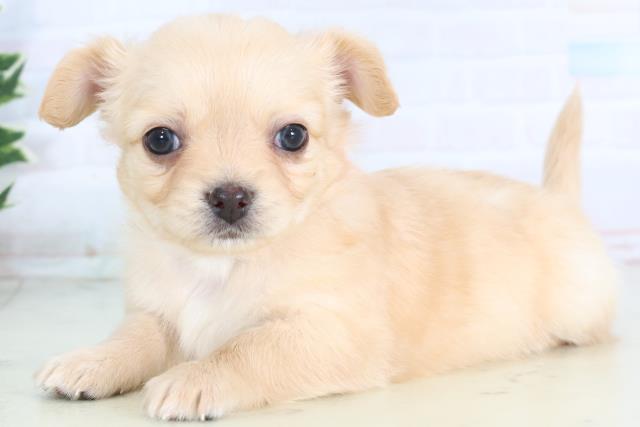 岡山県のチワワ(ロング) (Coo&RIKU岡山店/2025年11月29日生まれ/女の子/クリーム)の子犬の3枚目の画像