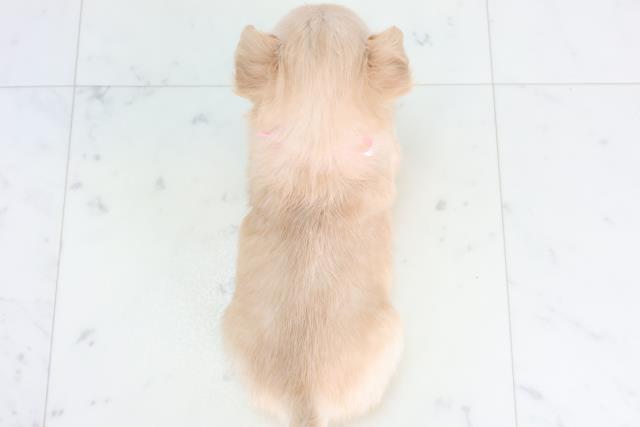 岡山県のチワワ(ロング) (Coo&RIKU岡山店/2025年11月29日生まれ/女の子/クリーム)の子犬の4枚目の画像