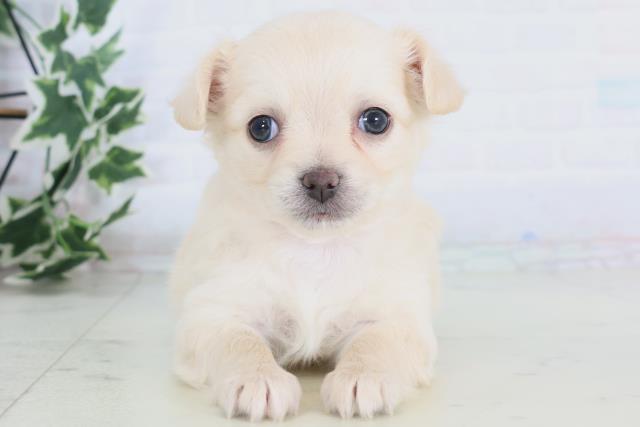 香川県のチワワ(ロング) (Coo&RIKU高松上福岡店/2025年11月29日生まれ/女の子/クリーム)の子犬の1枚目の画像