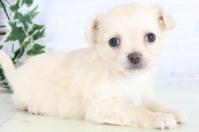 香川県のチワワ(ロング) (Coo&RIKU高松上福岡店/2025年11月29日生まれ/女の子/クリーム)の子犬の2枚目の画像