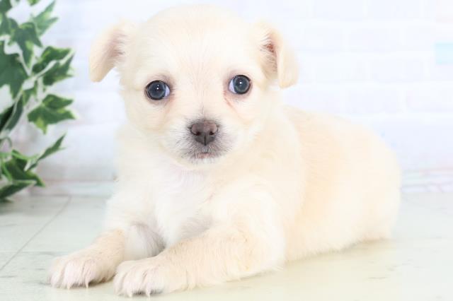 香川県のチワワ(ロング) (Coo&RIKU高松上福岡店/2025年11月29日生まれ/女の子/クリーム)の子犬の3枚目の画像