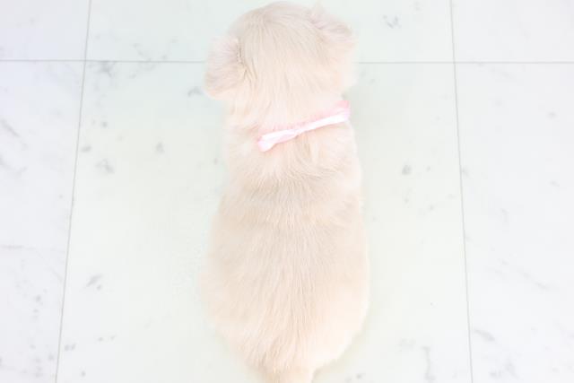 香川県のチワワ(ロング) (Coo&RIKU高松上福岡店/2025年11月29日生まれ/女の子/クリーム)の子犬の4枚目の画像