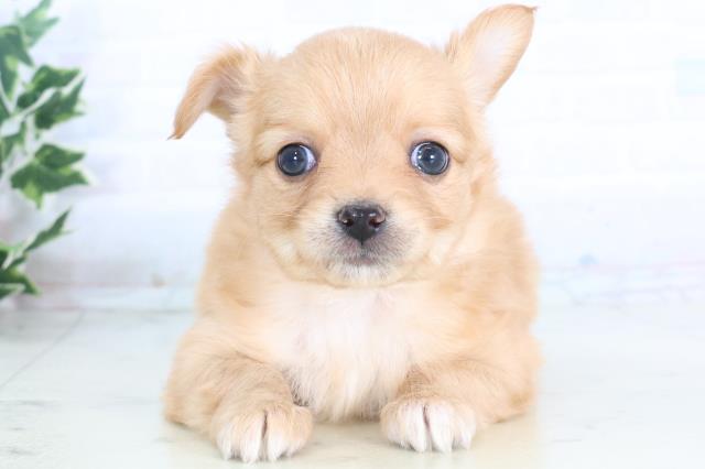 広島県のチワワ(ロング) (Coo&RIKU広島北店/2025年11月29日生まれ/女の子/レッドホワイト)の子犬の1枚目の画像