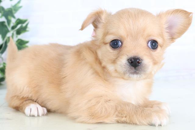 広島県のチワワ(ロング) (Coo&RIKU広島北店/2025年11月29日生まれ/女の子/レッドホワイト)の子犬の2枚目の画像