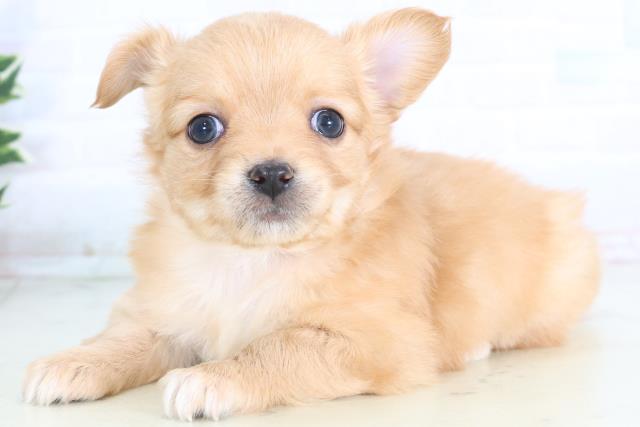 広島県のチワワ(ロング) (Coo&RIKU広島北店/2025年11月29日生まれ/女の子/レッドホワイト)の子犬の3枚目の画像