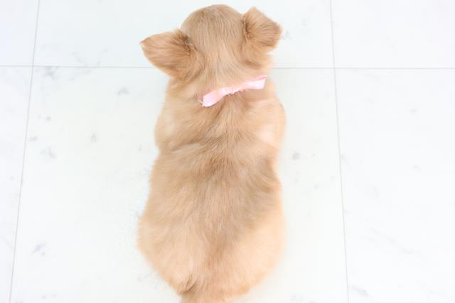 広島県のチワワ(ロング) (Coo&RIKU広島北店/2025年11月29日生まれ/女の子/レッドホワイト)の子犬の4枚目の画像