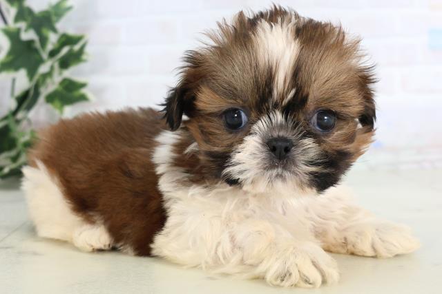 高知県のシーズー (Coo&RIKUのいち店/2025年11月28日生まれ/男の子/ゴールドホワイト)の子犬の2枚目の画像