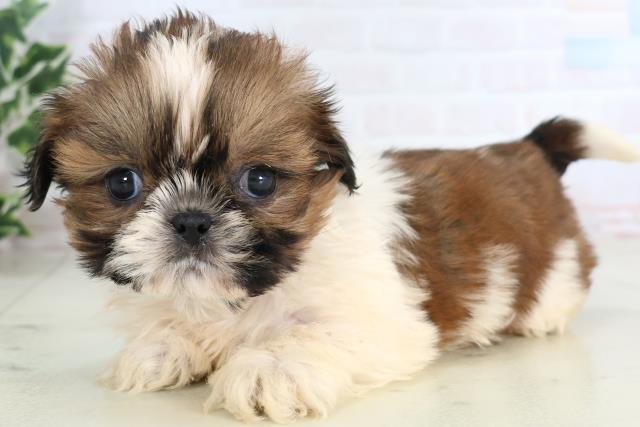 高知県のシーズー (Coo&RIKUのいち店/2025年11月28日生まれ/男の子/ゴールドホワイト)の子犬の3枚目の画像