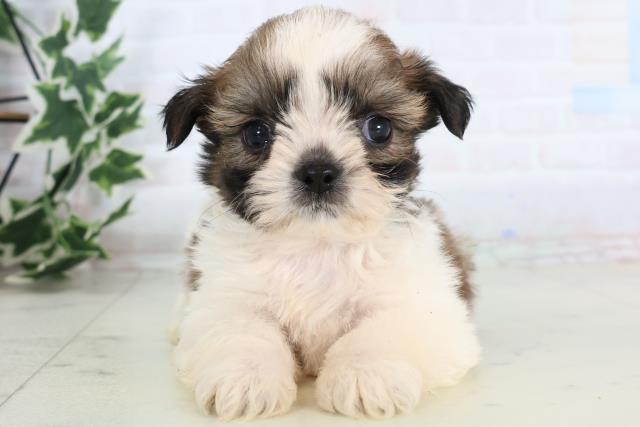 福岡県のシーズー (Coo&RIKU筑後店/2025年11月28日生まれ/男の子/ゴールドホワイト)の子犬の1枚目の画像