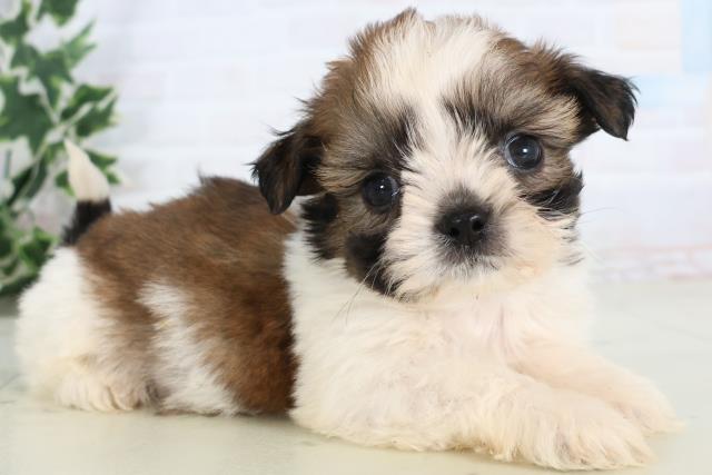 福岡県のシーズー (Coo&RIKU筑後店/2025年11月28日生まれ/男の子/ゴールドホワイト)の子犬の2枚目の画像