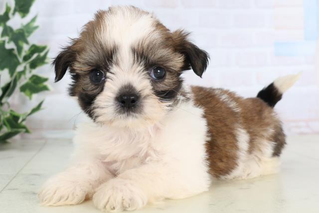 福岡県のシーズー (Coo&RIKU筑後店/2025年11月28日生まれ/男の子/ゴールドホワイト)の子犬の3枚目の画像