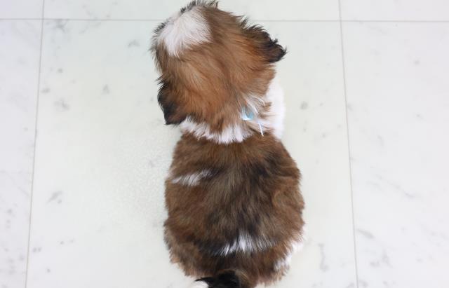 福岡県のシーズー (Coo&RIKU筑後店/2025年11月28日生まれ/男の子/ゴールドホワイト)の子犬の4枚目の画像