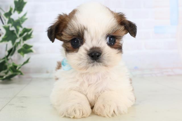 福岡県のシーズー (Coo&RIKU福岡東店/2025年11月28日生まれ/男の子/ゴールドホワイト)の子犬の1枚目の画像