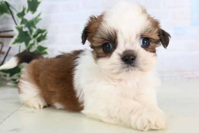 福岡県のシーズー (Coo&RIKU福岡東店/2025年11月28日生まれ/男の子/ゴールドホワイト)の子犬の2枚目の画像