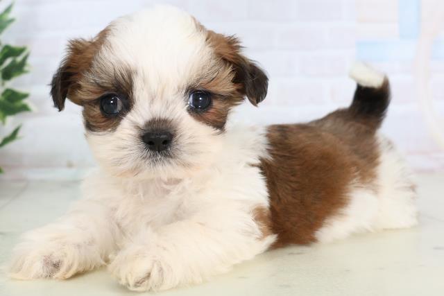 福岡県のシーズー (Coo&RIKU福岡東店/2025年11月28日生まれ/男の子/ゴールドホワイト)の子犬の3枚目の画像