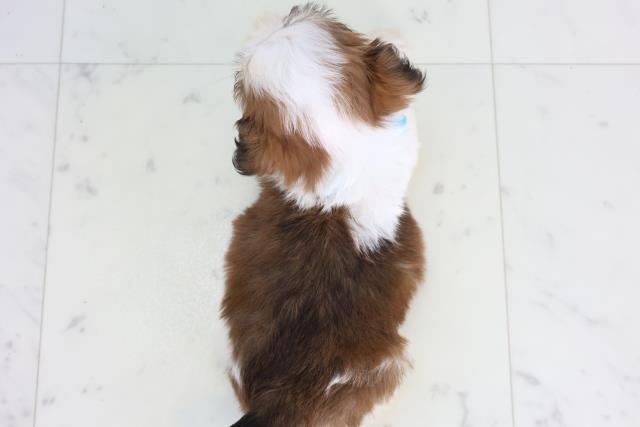 福岡県のシーズー (Coo&RIKU福岡東店/2025年11月28日生まれ/男の子/ゴールドホワイト)の子犬の4枚目の画像