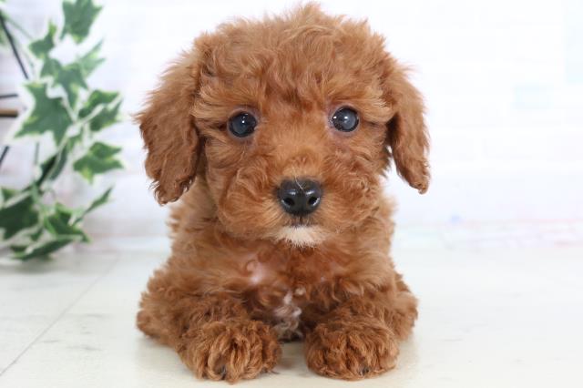 広島県のトイプードル(トイ) (Coo&RIKU広島中央店/2025年11月29日生まれ/女の子/レッド)の子犬の1枚目の画像