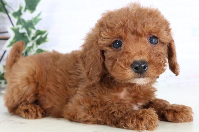 広島県のトイプードル(トイ) (Coo&RIKU広島中央店/2025年11月29日生まれ/女の子/レッド)の子犬の2枚目の画像