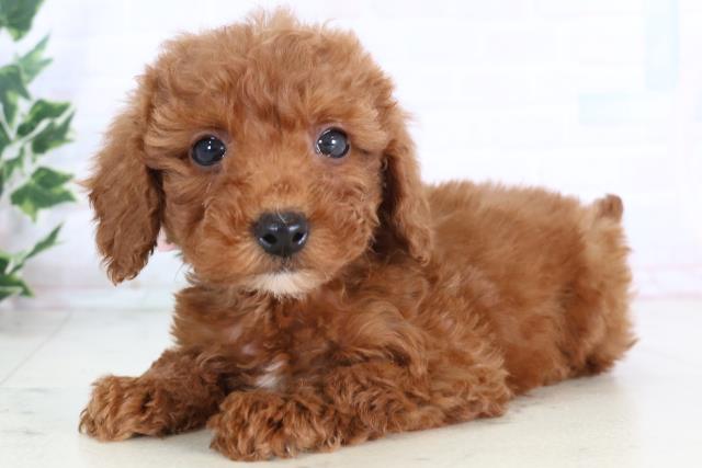 広島県のトイプードル(トイ) (Coo&RIKU広島中央店/2025年11月29日生まれ/女の子/レッド)の子犬の3枚目の画像