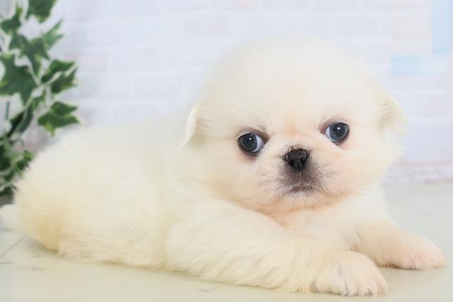 高知県のペキニーズ (Coo&RIKU高知御座店/2025年11月29日生まれ/男の子/ホワイト)の子犬の2枚目の画像
