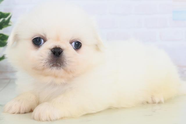 高知県のペキニーズ (Coo&RIKU高知御座店/2025年11月29日生まれ/男の子/ホワイト)の子犬の3枚目の画像