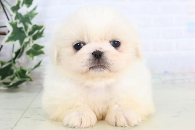 福岡県のペキニーズ (Coo&RIKUゆめタウン飯塚店/2025年11月29日生まれ/男の子/ホワイト)の子犬の1枚目の画像