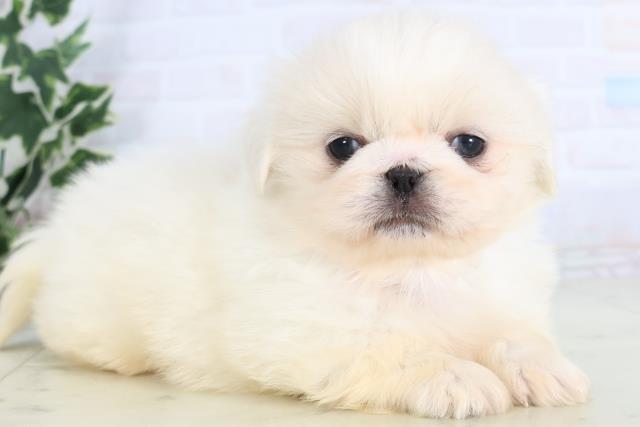 福岡県のペキニーズ (Coo&RIKUゆめタウン飯塚店/2025年11月29日生まれ/男の子/ホワイト)の子犬の2枚目の画像